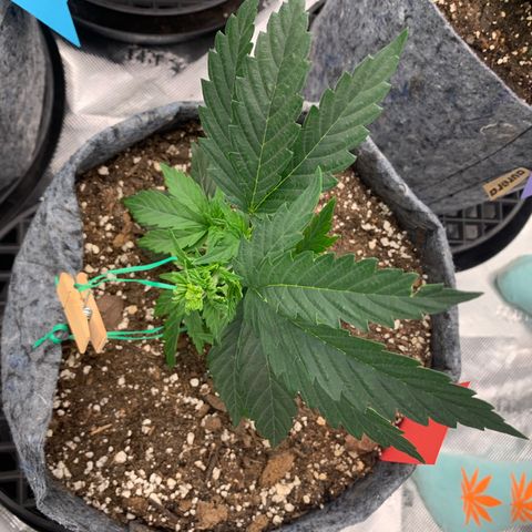 White runtz #1 growlog timeline photo