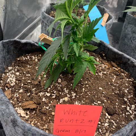 White runtz #1 growlog timeline photo