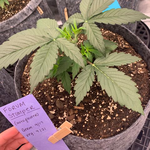 Forum Stomper growlog timeline photo