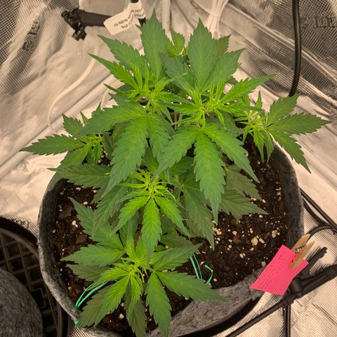 Girl Scout Cookies #1 growlog timeline photo
