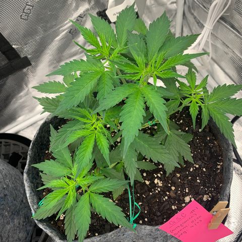 Girl Scout Cookies #1 growlog timeline photo