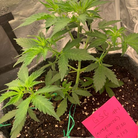 Girl Scout Cookies #1 growlog timeline photo