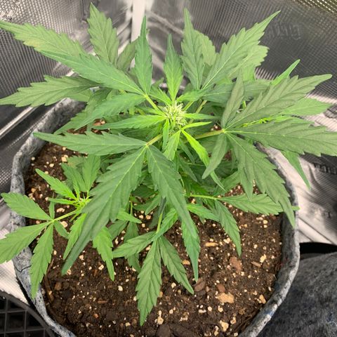 Girl Scout cookies #2 growlog timeline photo