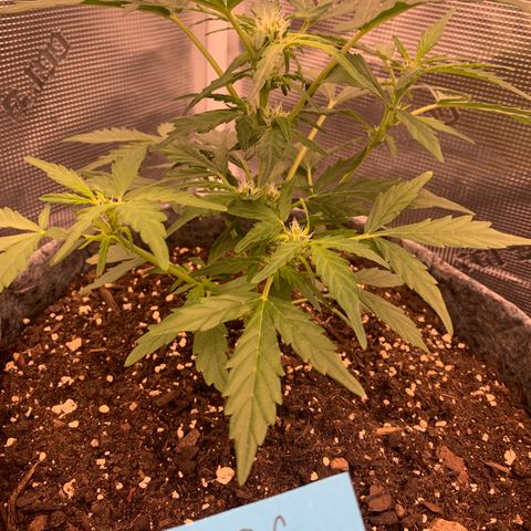 Girl Scout cookies #2 growlog timeline photo