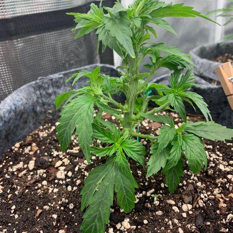 White runtz #1 growlog timeline photo