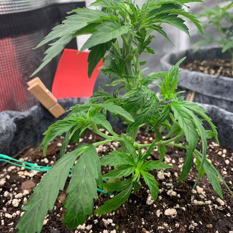White runtz #1 growlog timeline photo