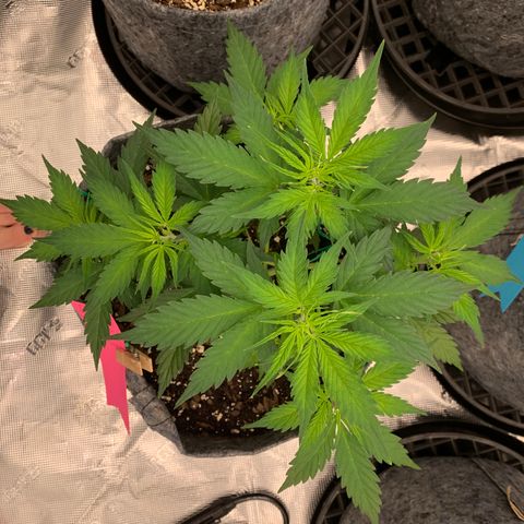 Girl Scout Cookies #1 growlog timeline photo
