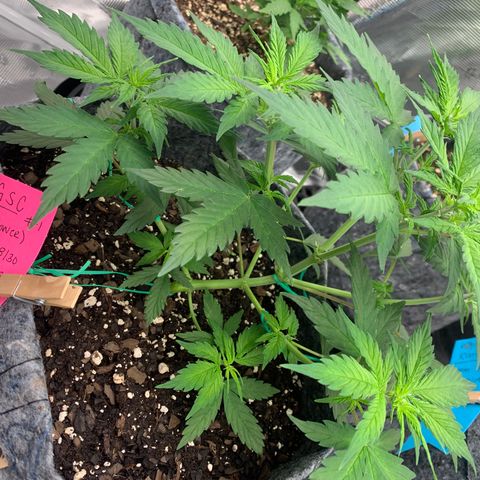 Girl Scout Cookies #1 growlog timeline photo