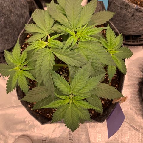 Forum Stomper growlog timeline photo