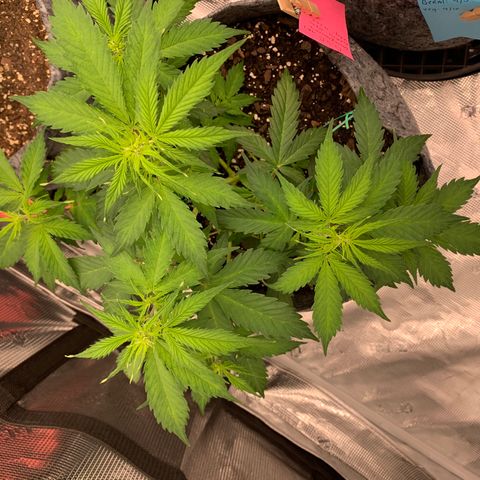 Girl Scout Cookies #1 growlog timeline photo