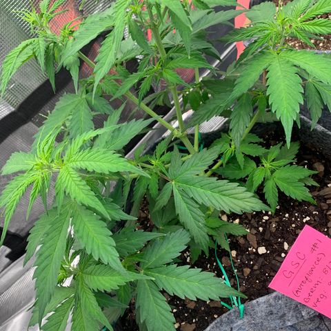 Girl Scout Cookies #1 growlog timeline photo