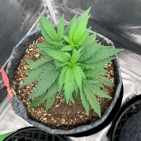 White runtz #1 growlog timeline photo