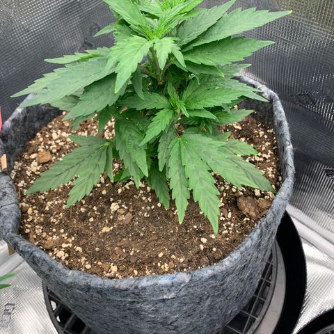 White runtz #1 growlog timeline photo