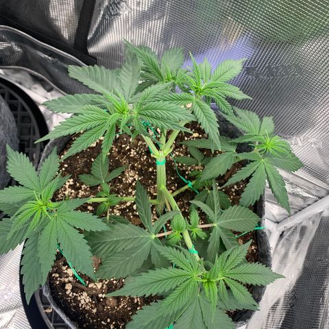 Forum Stomper growlog timeline photo