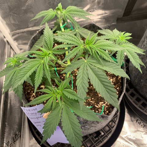 Forum Stomper growlog timeline photo