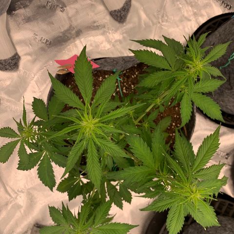 Girl Scout Cookies #1 growlog timeline photo