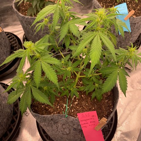 Girl Scout Cookies #1 growlog timeline photo