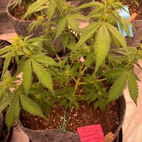 Girl Scout Cookies #1 growlog timeline photo