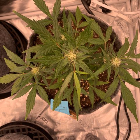 Girl Scout cookies #2 growlog timeline photo
