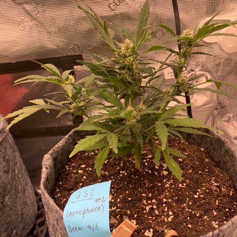 Girl Scout cookies #2 growlog timeline photo