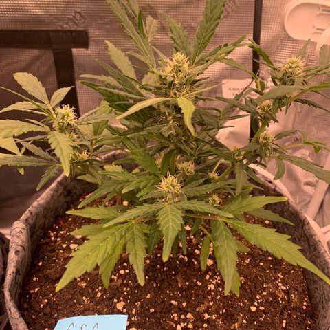 Girl Scout cookies #2 growlog timeline photo