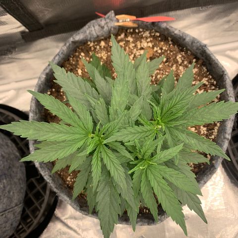 White runtz #1 growlog timeline photo