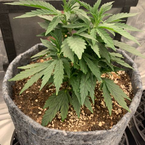 White runtz #1 growlog timeline photo