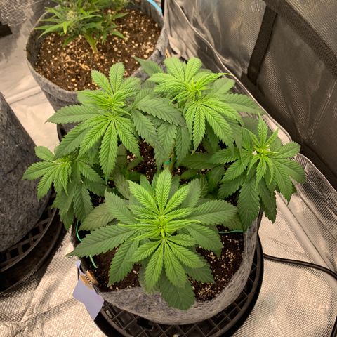 Forum Stomper growlog timeline photo
