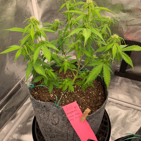 Girl Scout Cookies #1 growlog timeline photo