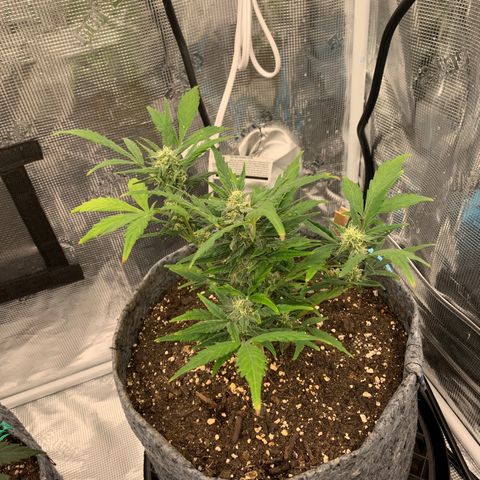 Girl Scout cookies #2 growlog timeline photo