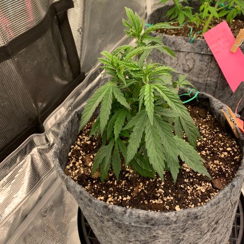 White runtz #1 growlog timeline photo