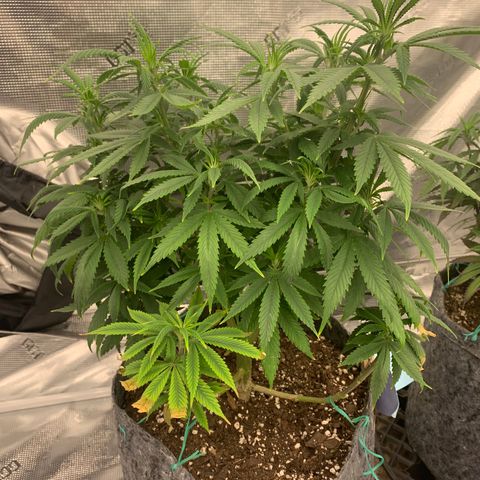 Forum Stomper growlog timeline photo