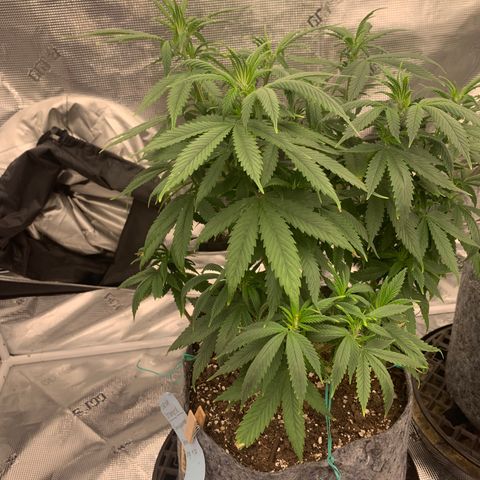 Forum Stomper growlog timeline photo