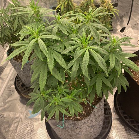 Forum Stomper growlog timeline photo