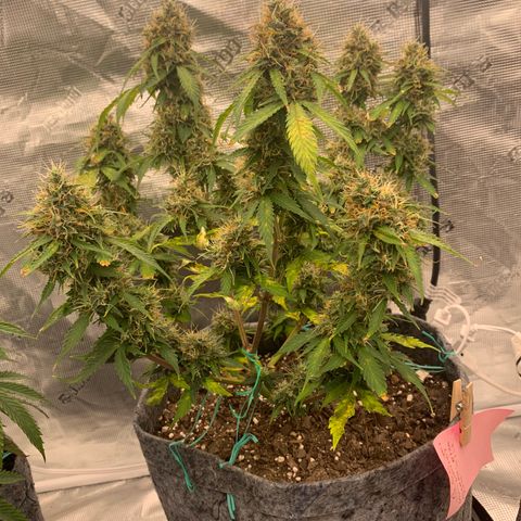 Girl Scout Cookies #1 growlog timeline photo