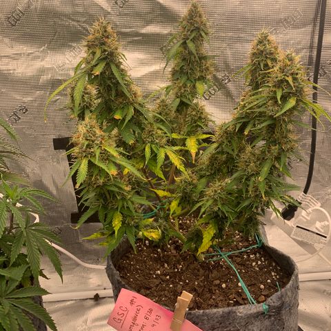 Girl Scout Cookies #1 growlog timeline photo