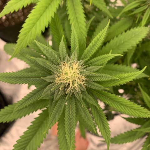 Forum Stomper growlog timeline photo