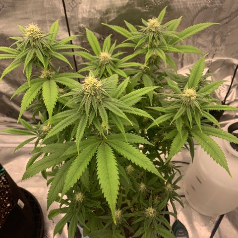 Forum Stomper growlog timeline photo