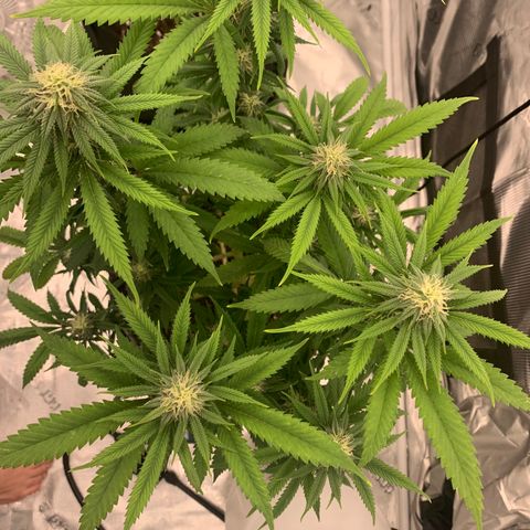 Forum Stomper growlog timeline photo