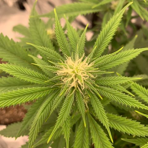 Forum Stomper growlog timeline photo