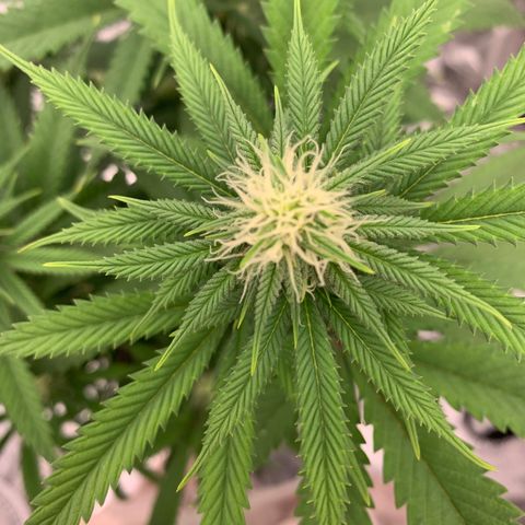 Forum Stomper growlog timeline photo