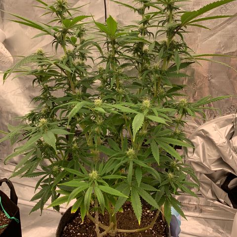 Forum Stomper growlog timeline photo
