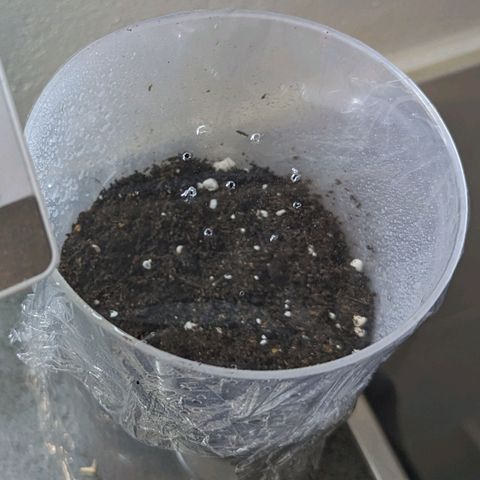 Cookies N Cream Auto - Anfänger Grow growlog timeline photo