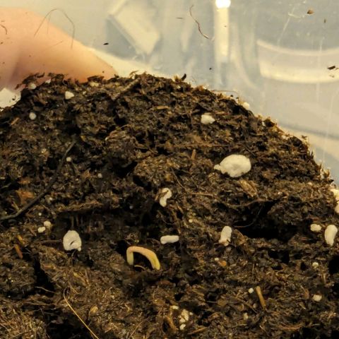 Cookies N Cream Auto - Anfänger Grow growlog timeline photo