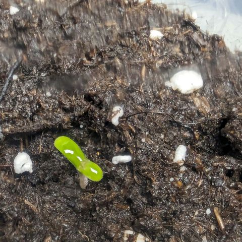 Cookies N Cream Auto - Anfänger Grow growlog timeline photo