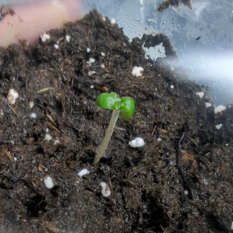 Cookies N Cream Auto - Anfänger Grow growlog timeline photo