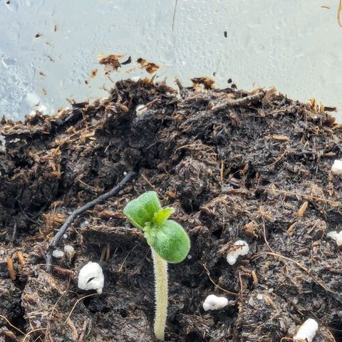 Cookies N Cream Auto - Anfänger Grow growlog timeline photo