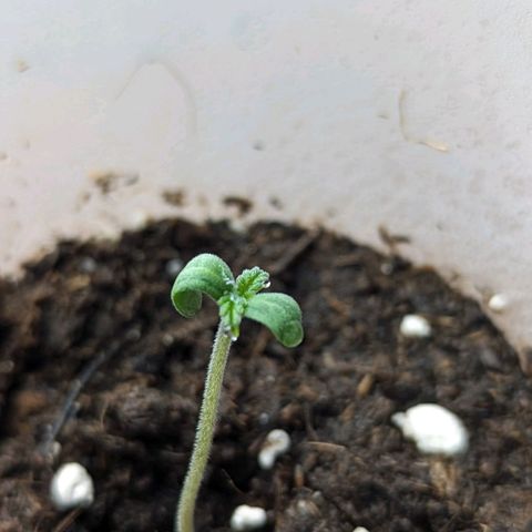 Cookies N Cream Auto - Anfänger Grow growlog timeline photo