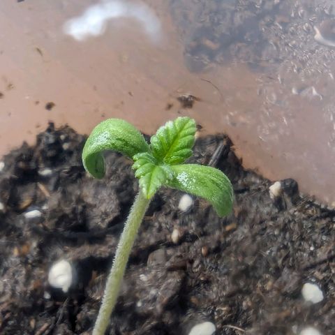 Cookies N Cream Auto - Anfänger Grow growlog timeline photo