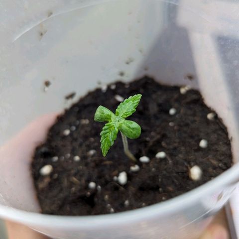 Cookies N Cream Auto - Anfänger Grow growlog timeline photo